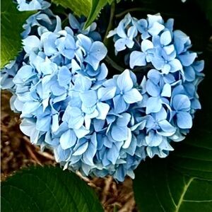 Fresh Blue Hydrangea